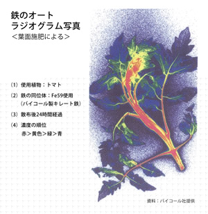 鉄のオートラジオグラム写真